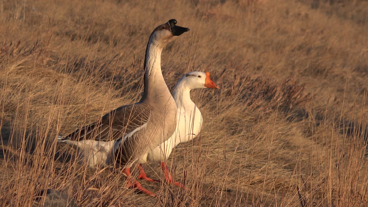 The two geese remain side by side in dry Westminster grass, with the taller dark-headed goose upright and the white goose slightly forward, no visible people.
