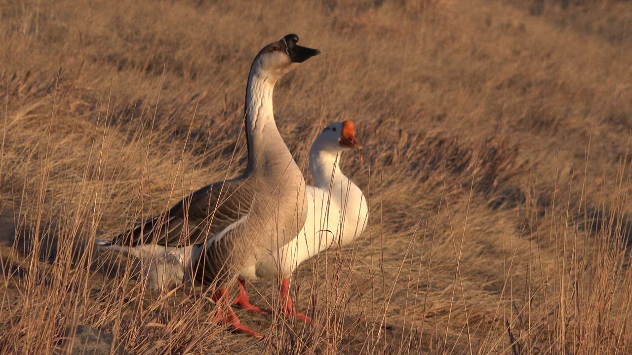 Two geese partly framed by tall dry grass.