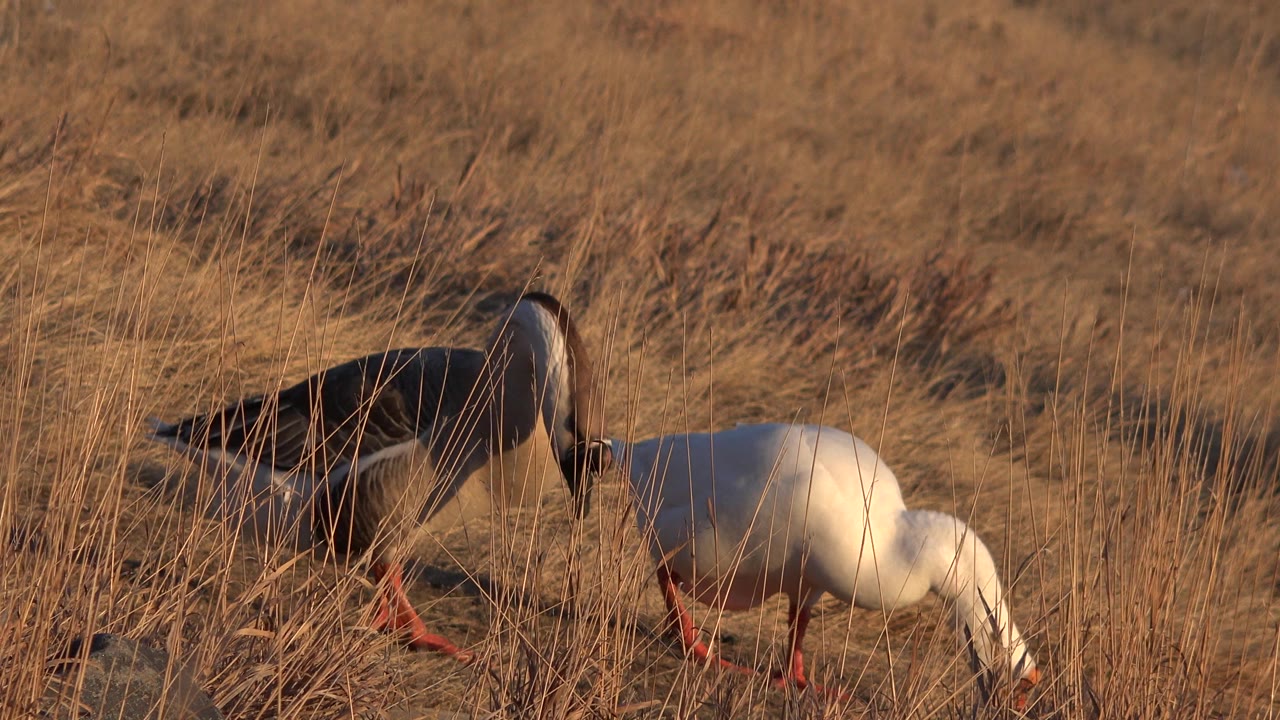 Two birds walk through a dry grassy field in Westminster, Colorado, one darker bird behind a white bird, with rocks in the foreground and no visible people.