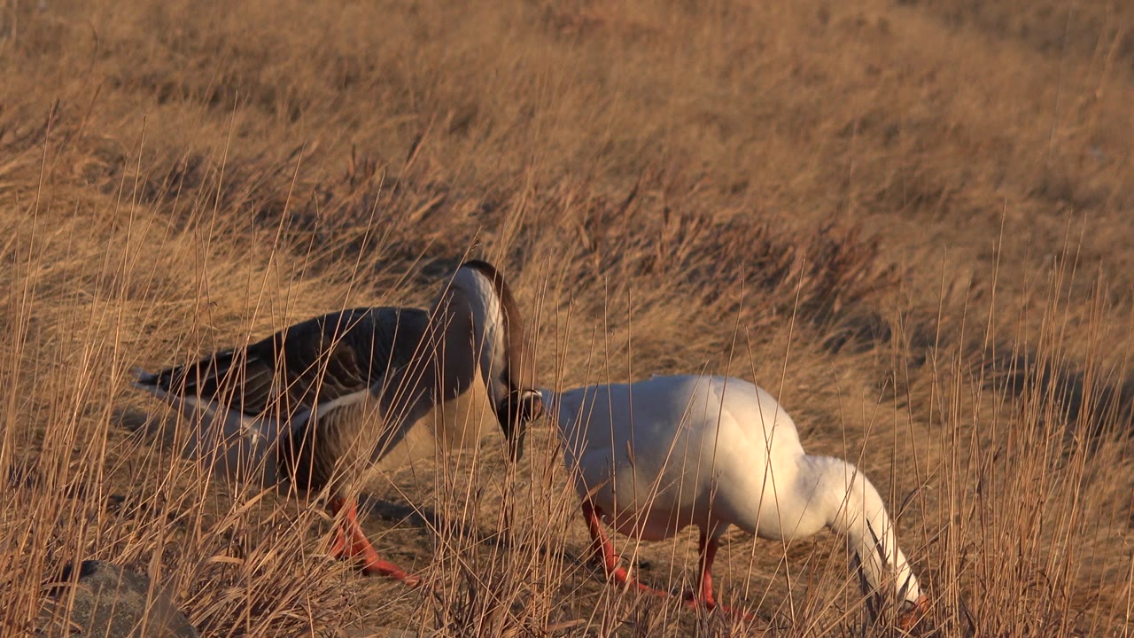 The two birds remain close together in the Westminster, Colorado field, with the white bird bent toward the ground and the darker bird partly screened by tall stems, with no visible people.