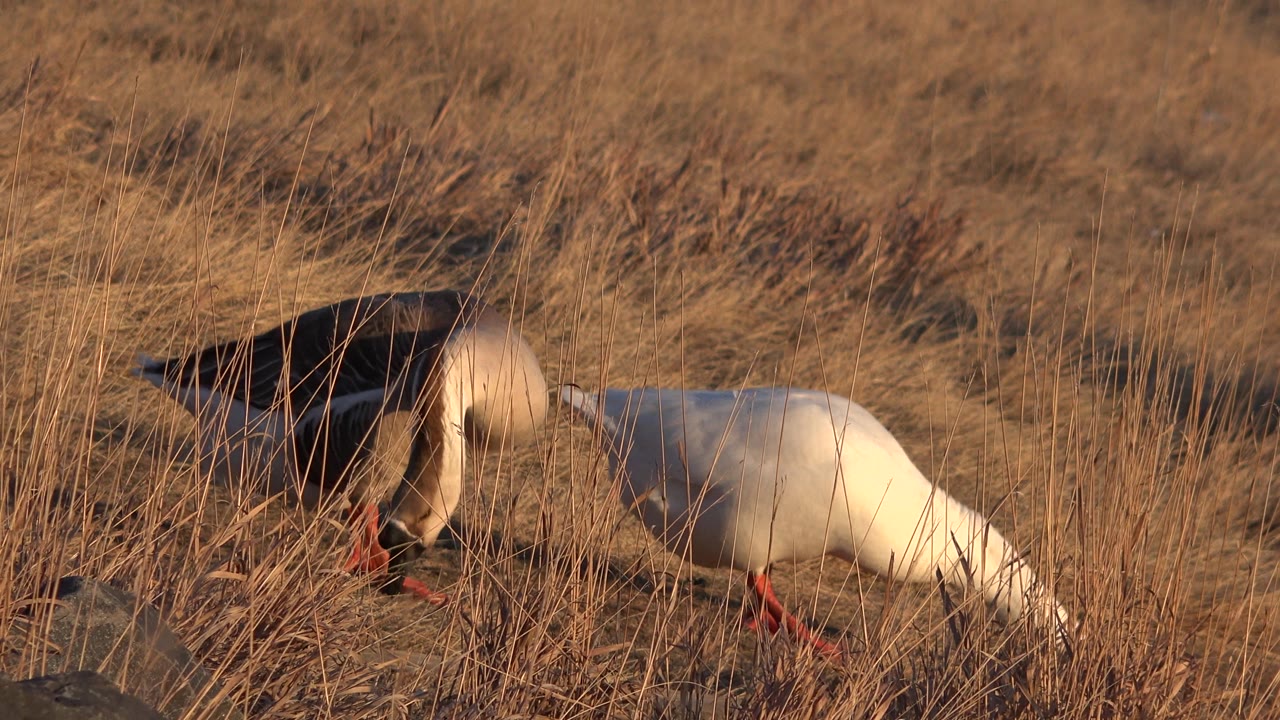 White bird feeds while darker bird walks behind it.
