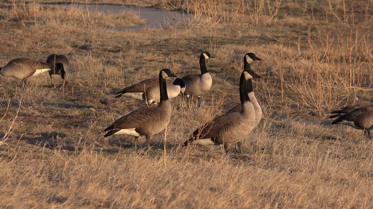 Ducks gather in dry winter grass near a narrow strip of water in Westminster, Colorado, with warm light and no visible people.