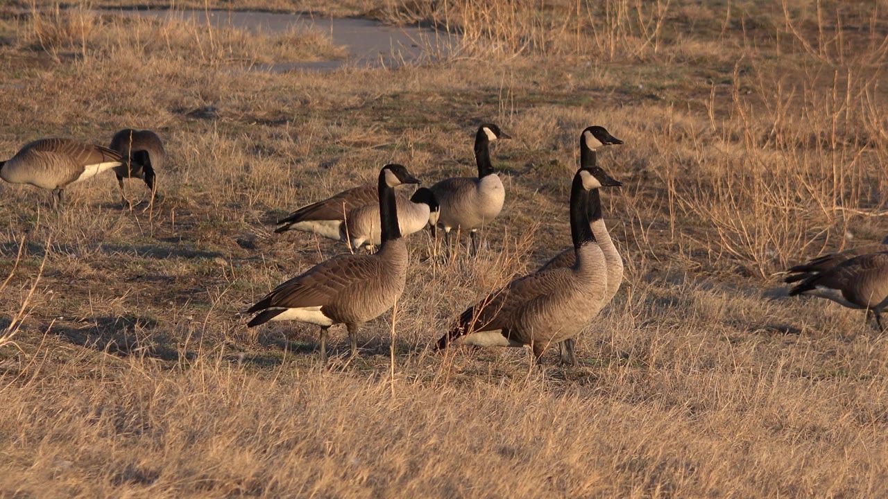 Several ducks stand and forage among golden dry grass in Westminster, Colorado, with reeds behind them and no visible people.