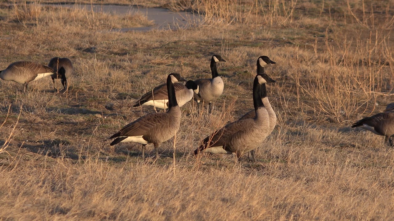 Ducks in dry grass with one bird near the right edge.