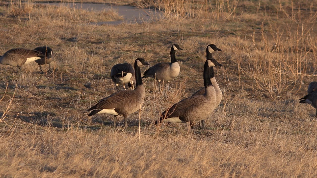 Canada geese graze and stand in dry grass beside a small pond in Westminster, Colorado, with warm sunlight and no visible people.