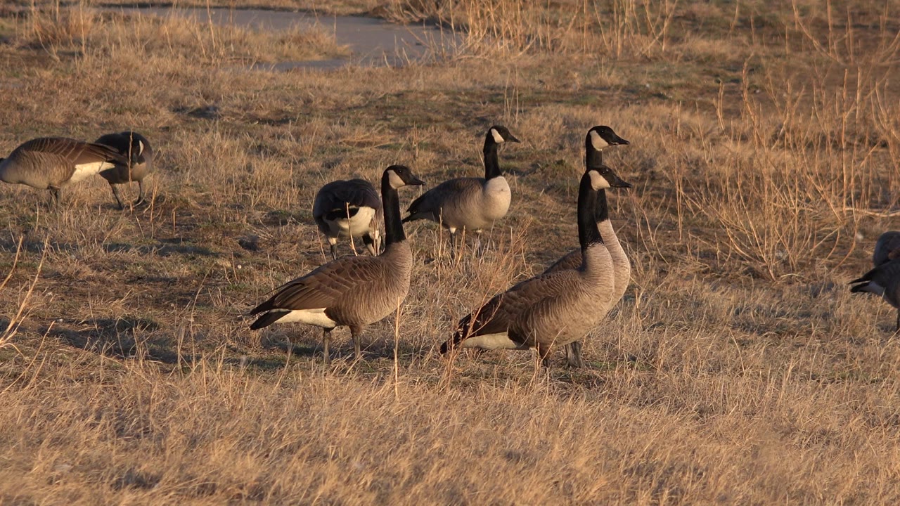 A cluster of Canada geese stands in golden dry grass near pond water in Westminster, Colorado, with one bird lowered to feed and no visible people.