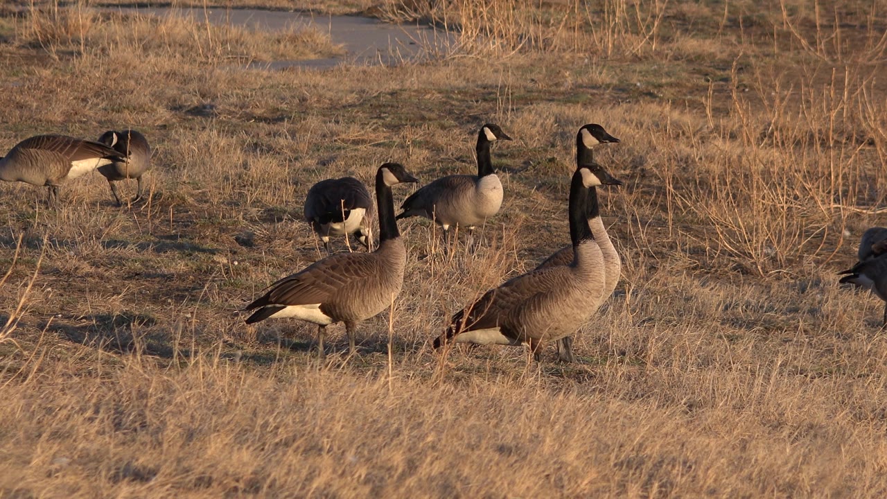 Several geese graze in dry grass with reeds behind them.