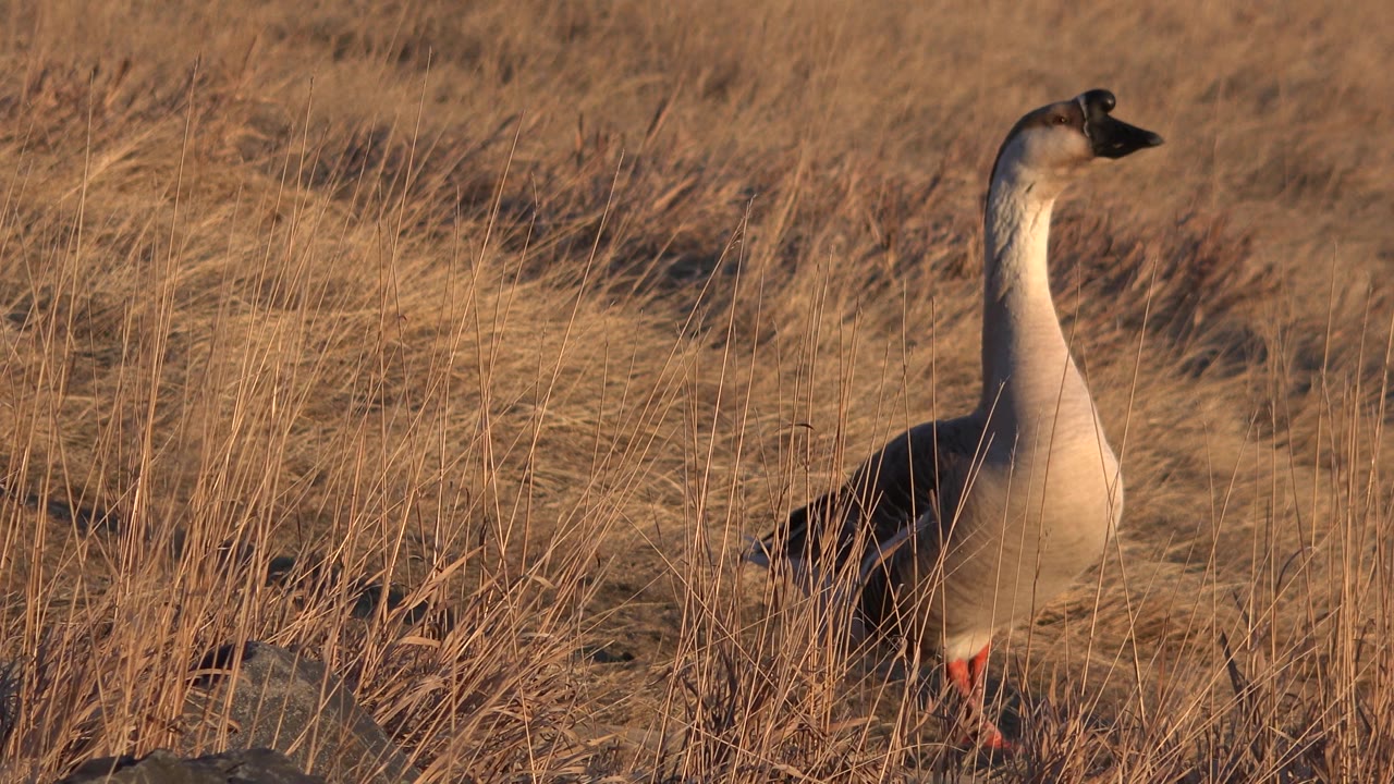 Goose on grassy slope with head turned