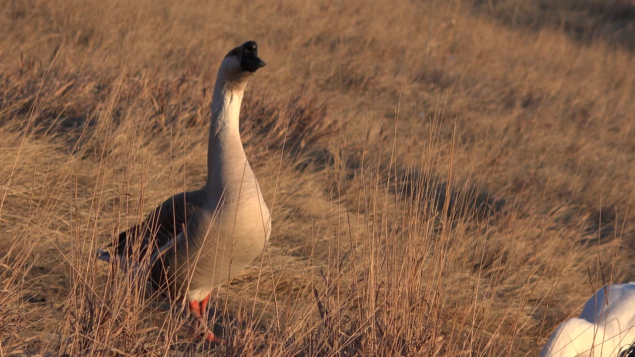 At 0:00, a dark-headed goose stands upright in a tan field in Westminster, Colorado, while a white goose is partly cropped at the lower right and no people are visible.