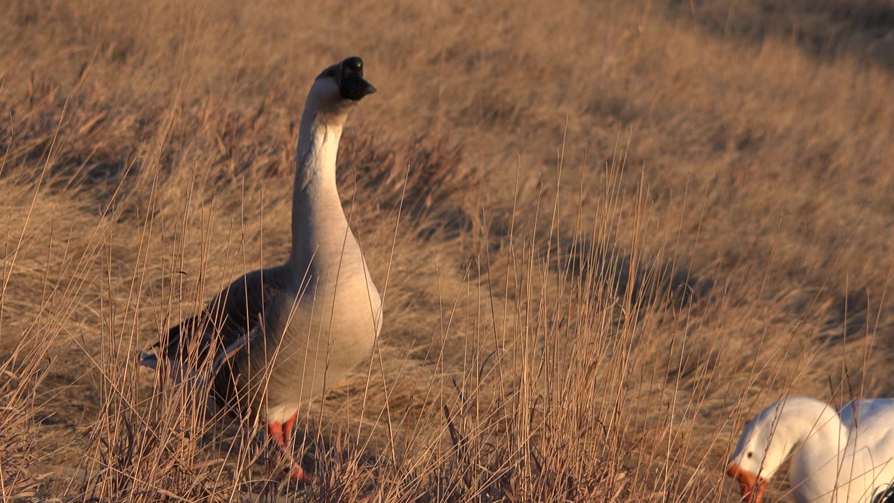Standing goose in tan grass as a white goose bends near the lower right edge.