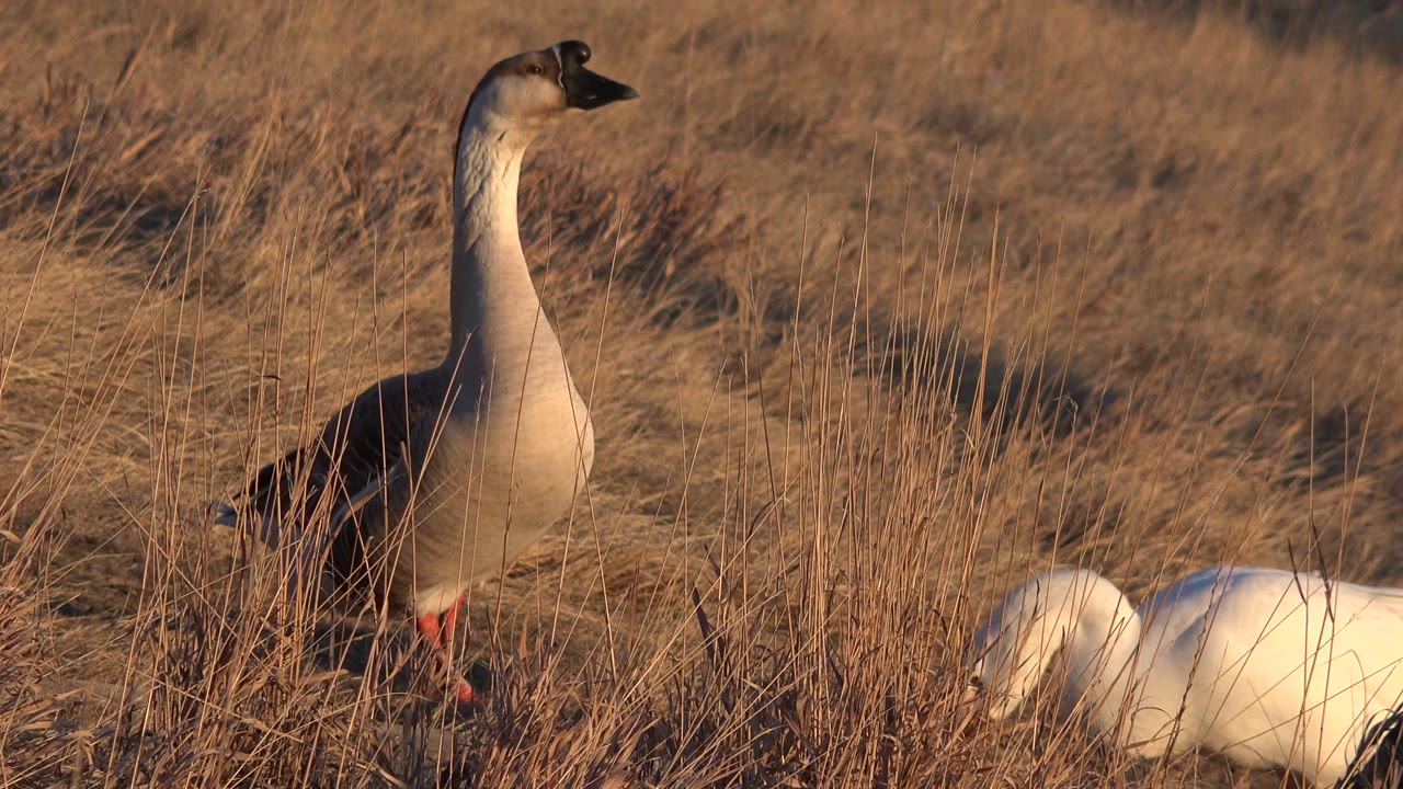 At 0:00 in Westminster, Colorado, a darker goose stands upright in tall golden grass while a white goose forages low at the right, with no visible people.