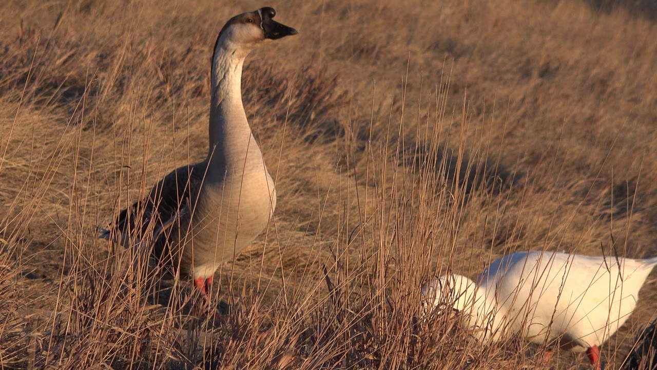 Standing goose in grass with a white goose partly cropped at the right edge.