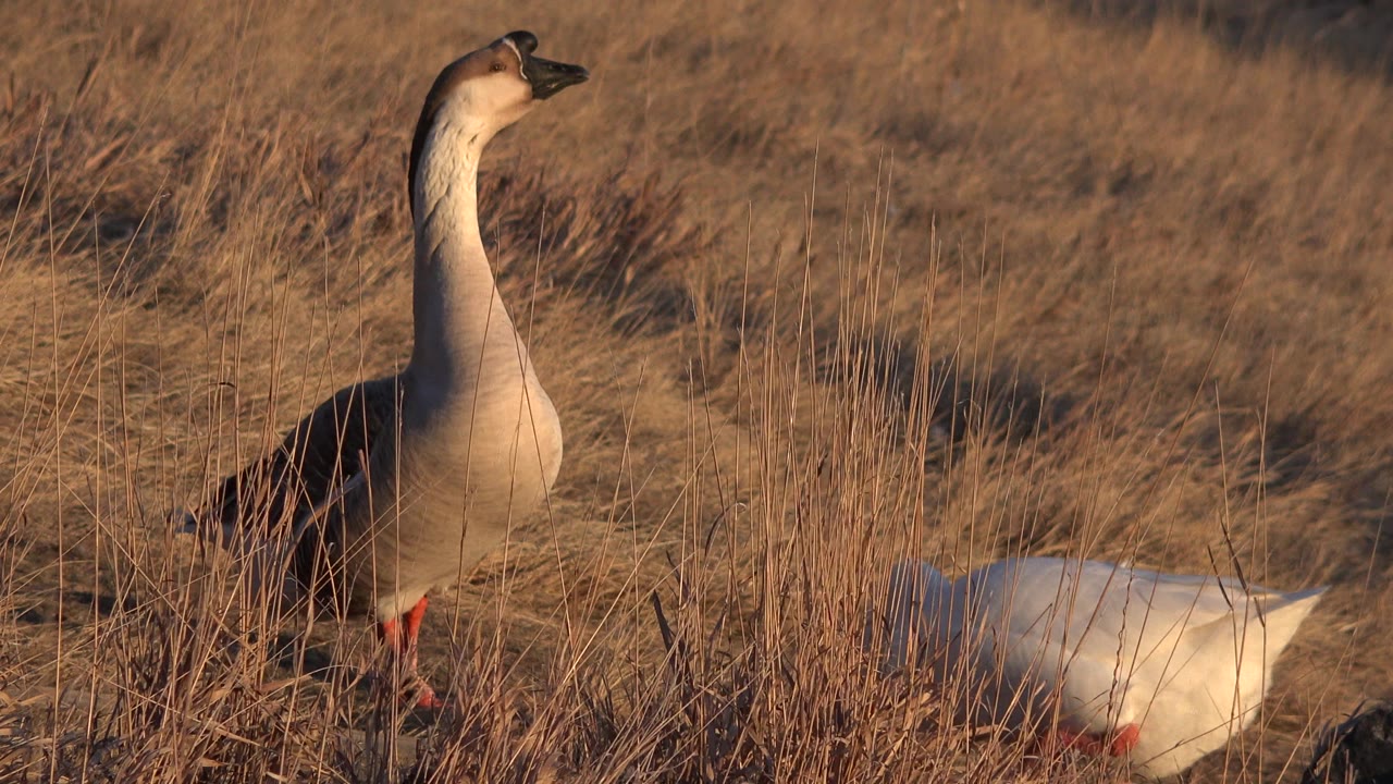 Two geese in dry grass, one standing upright and one grazing low.