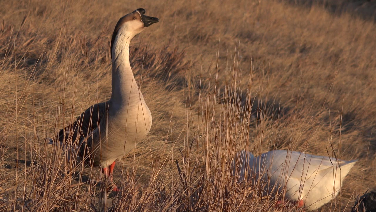 At 0:01, the taller goose remains upright near the left side as the white goose keeps its head down in the tan Westminster field, with no visible people.