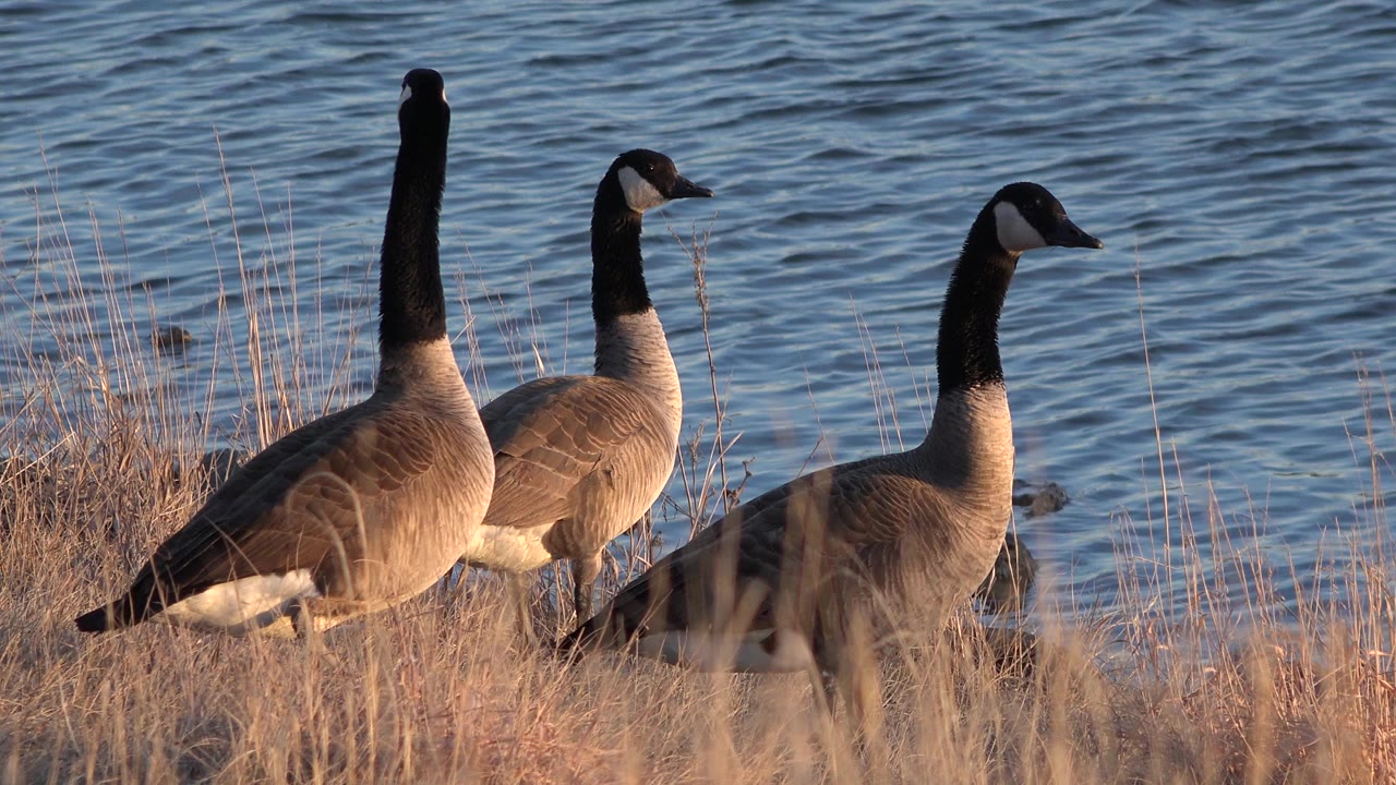 Three dark-necked waterbirds stand in tan shoreline grass beside blue rippled water in Westminster, Colorado, with no visible people.