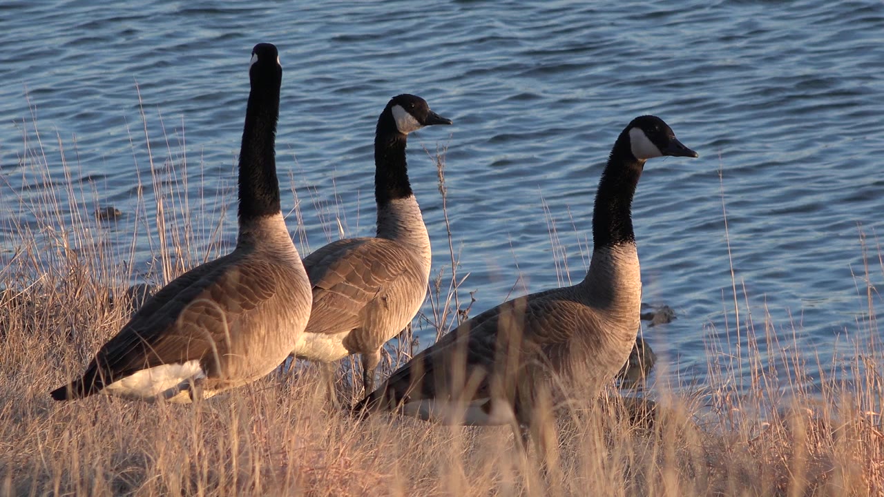 Three waterbirds remain near the Westminster, Colorado lake shore, with one bird partly screened by tall dry grass and no visible people.