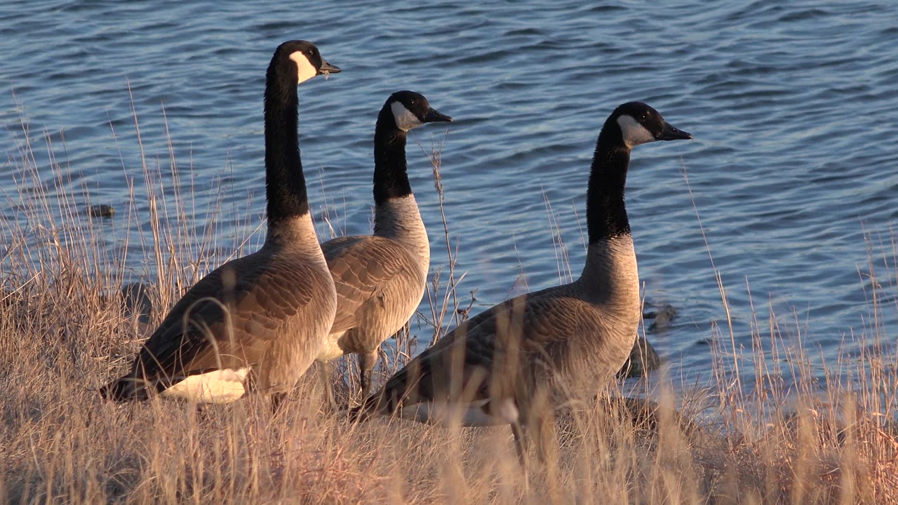 Three waterbirds standing close together in grass with blue water behind them.