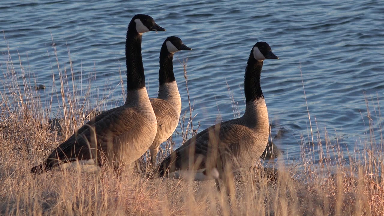 Three geese stand close together in tall dry grass beside blue rippling water in Westminster, Colorado, with no visible people.
