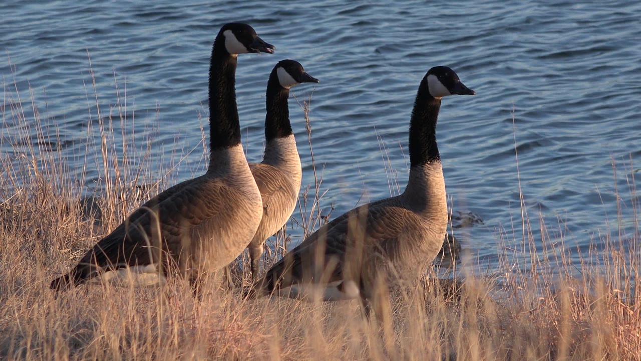 The geese hold a right-facing posture near the bank while the water surface behind them shows darker ripples in Westminster, Colorado, with no visible people.