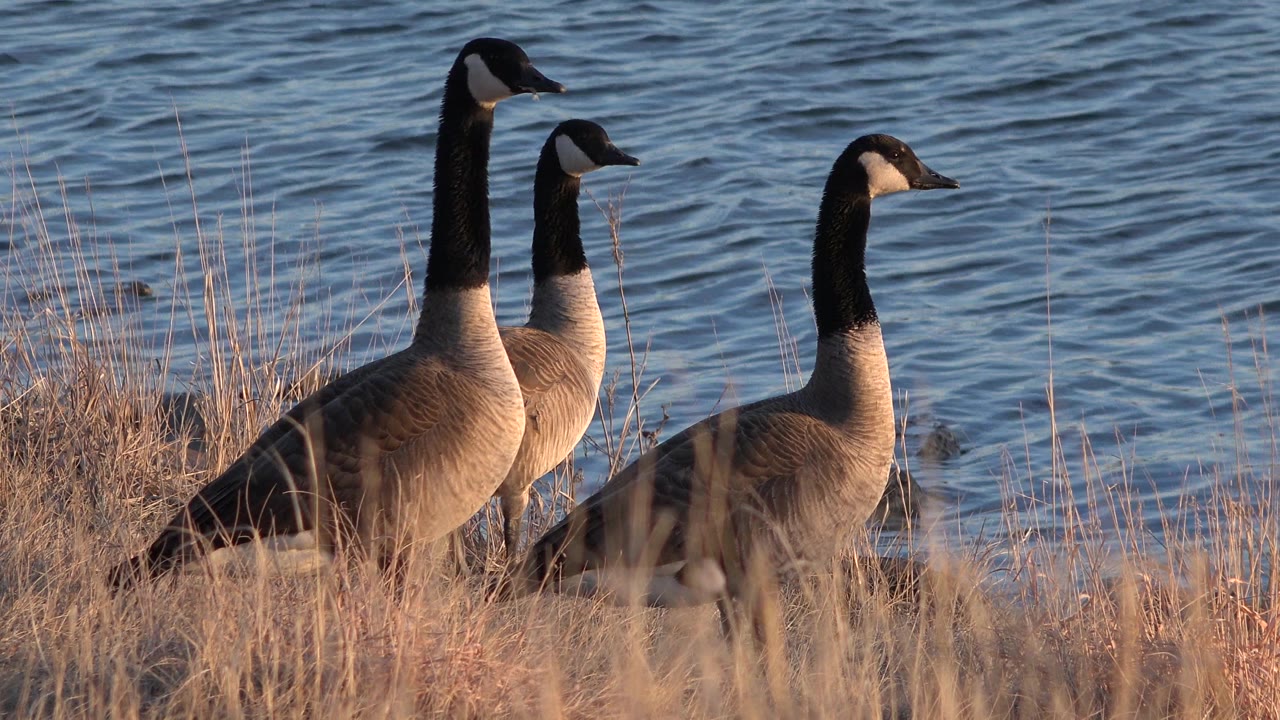 Geese in grass beside water, with one bird more separated to the right.