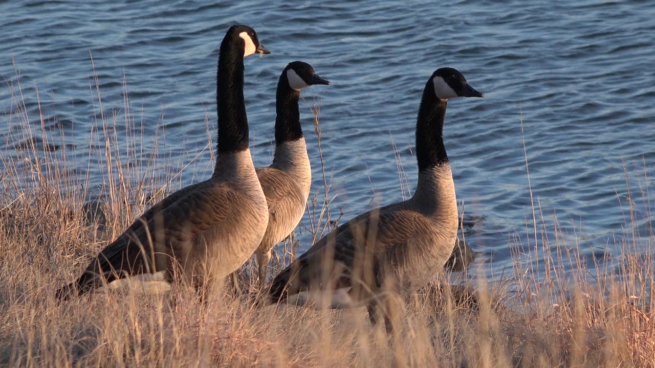 Three geese stand in winter grass at the edge of rippled water in Westminster, Colorado, with the tallest bird on the left and no visible people.