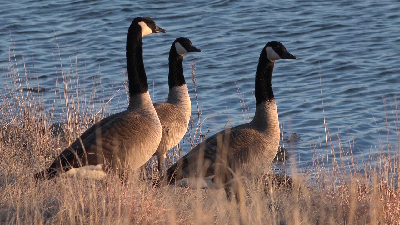 Three geese standing among tan weeds near rippled water.
