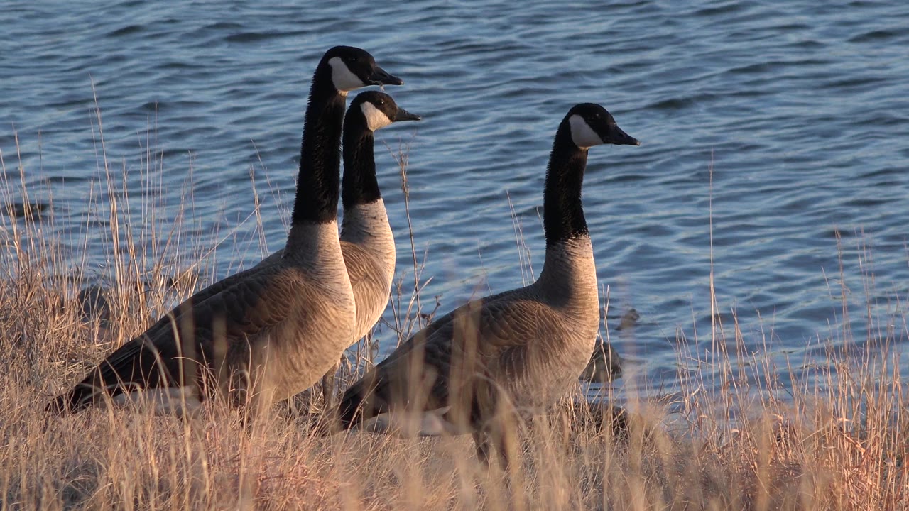 Three Canada geese stand close together in dry grass beside rippled water in Westminster, Colorado, with no visible people.