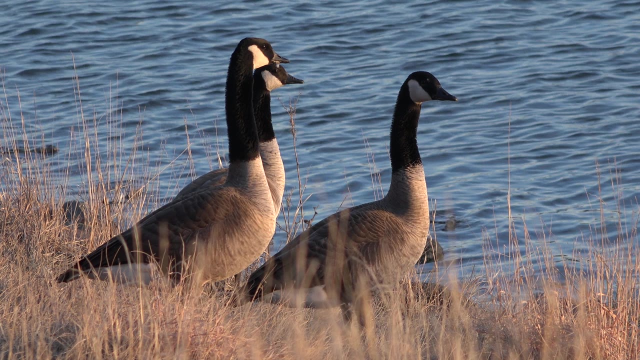 Two Canada geese standing beside water in dry grass.
