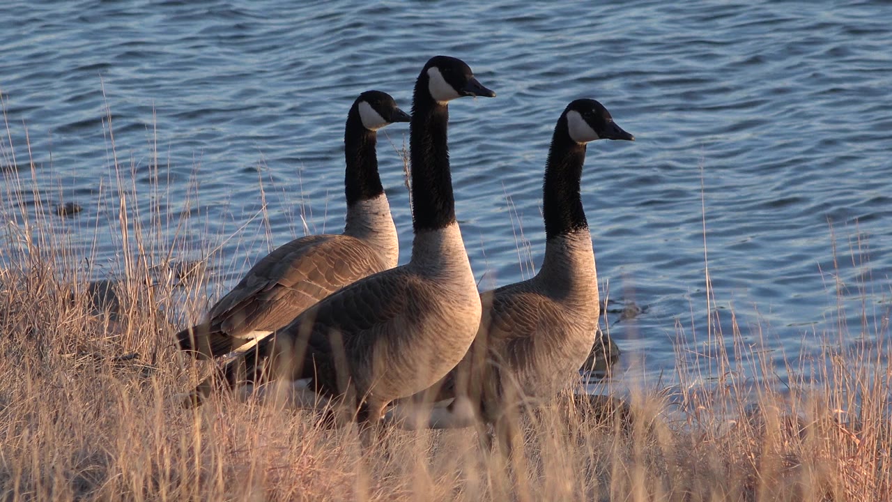 At 0:00, three Canadian geese rest in dry shoreline grass beside blue pond water in Westminster, Colorado, with no visible people.