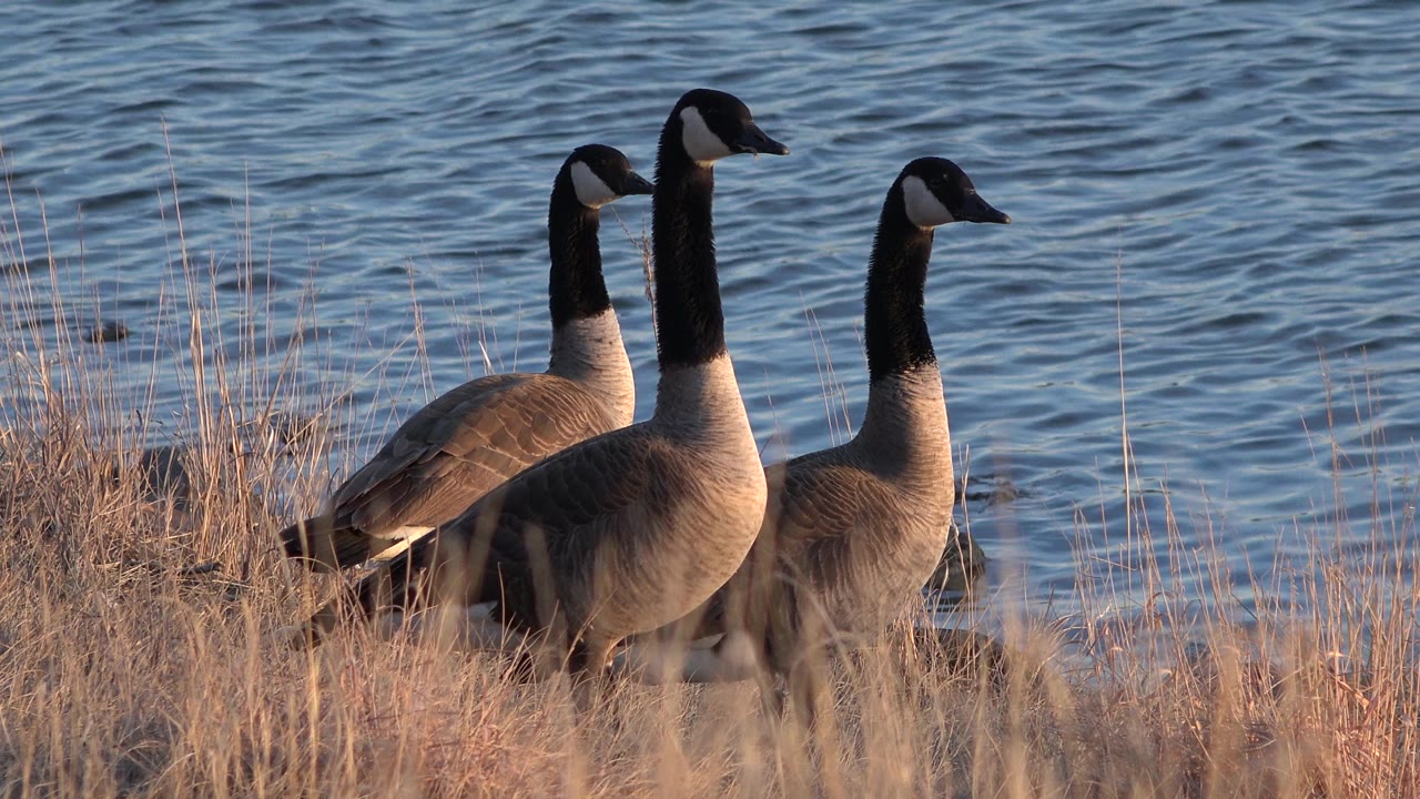 At 0:01, the three geese remain clustered in the grass while the rippled pond fills the background in Westminster, Colorado, with no visible people.