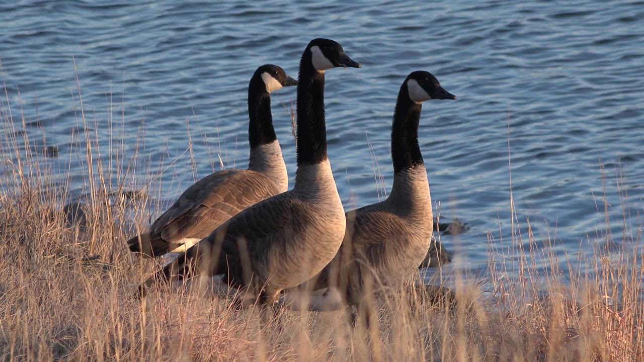 Three Canadian geese at a grassy shoreline in warm light.