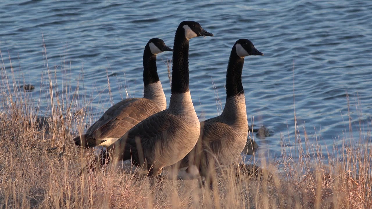 Three birds stand close together in dry shoreline grass beside blue rippled water in Westminster, Colorado, with no visible people.