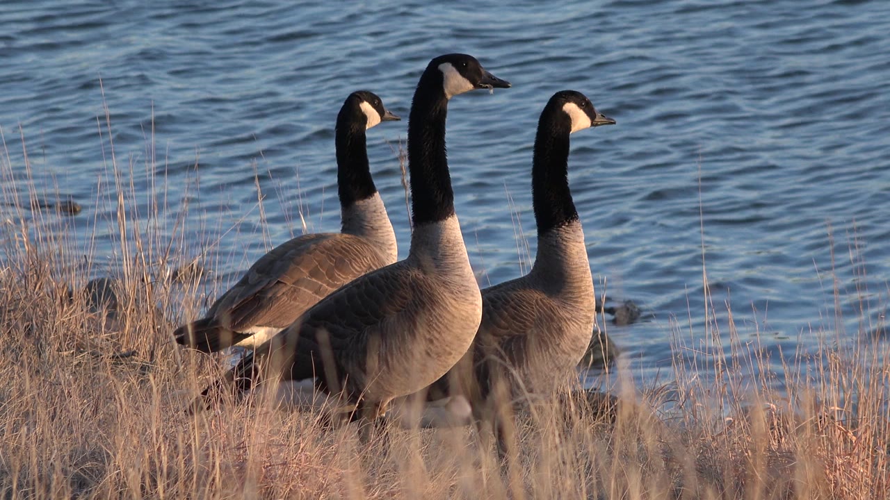 Three birds at the shoreline with one bird angled slightly right.