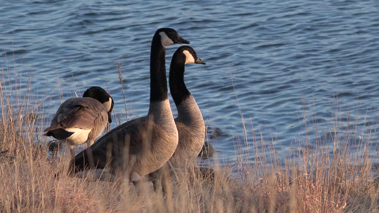 Large waterfowl cluster in dry grass along rippled water in Westminster, Colorado, with warm light on their bodies and no visible people.