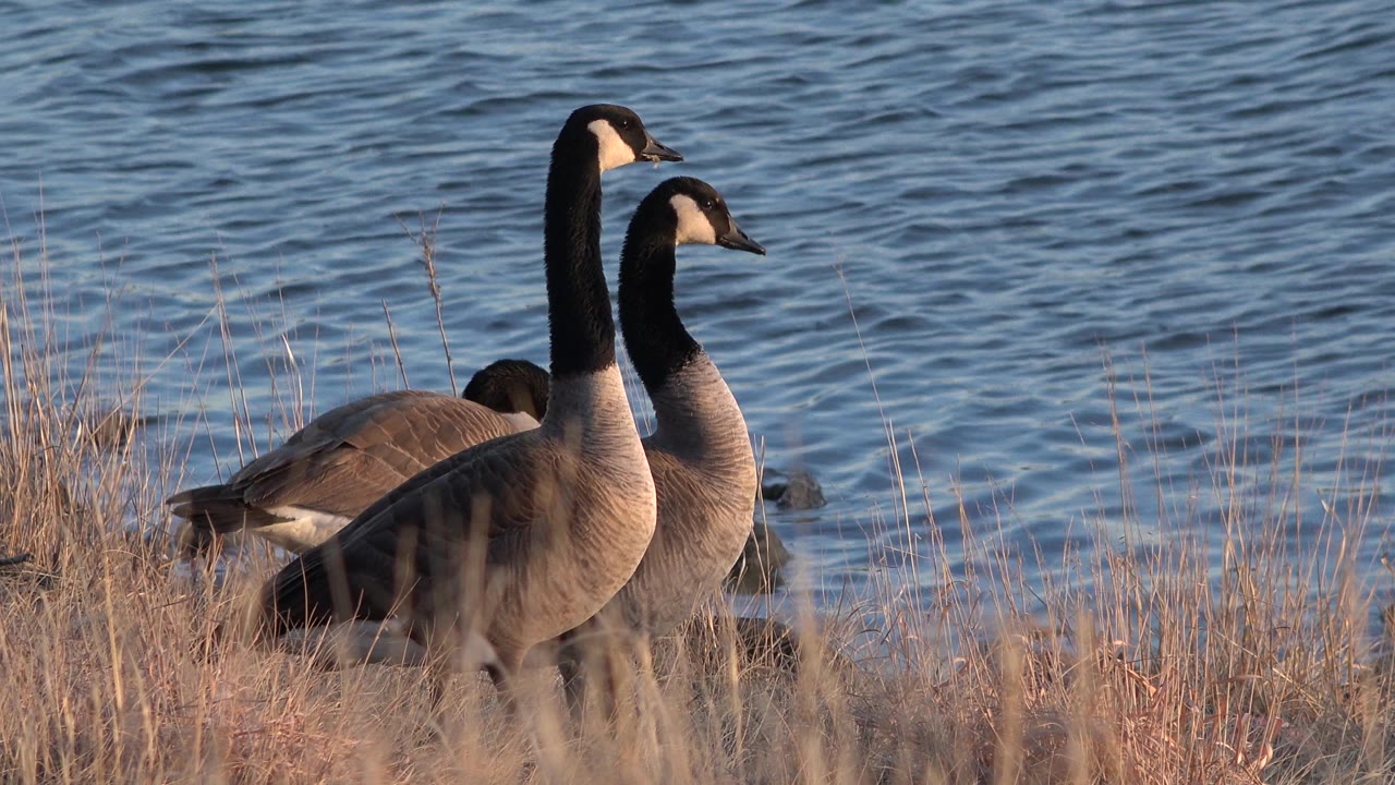 Three large waterfowl in grass near a river surface.