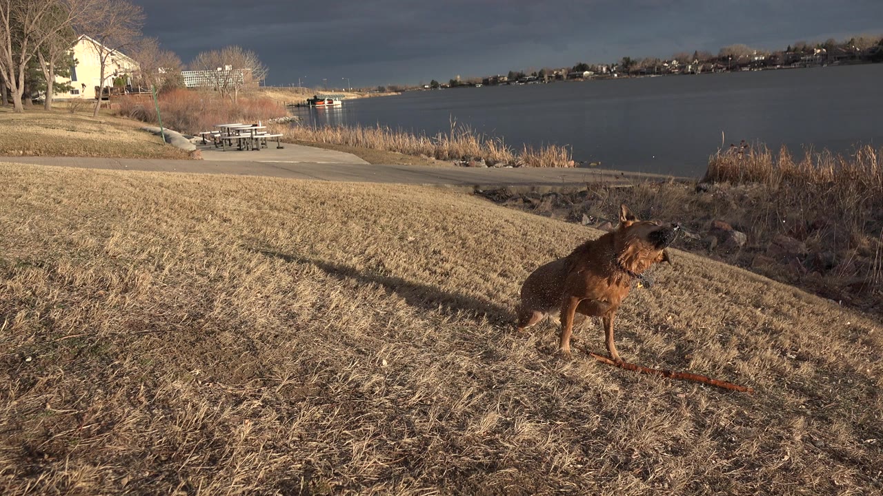 Wet brown dog stands on a sloped dry-grass lakeshore in Westminster, Colorado, with reeds, picnic tables, distant homes, dark clouds, and no visible people.