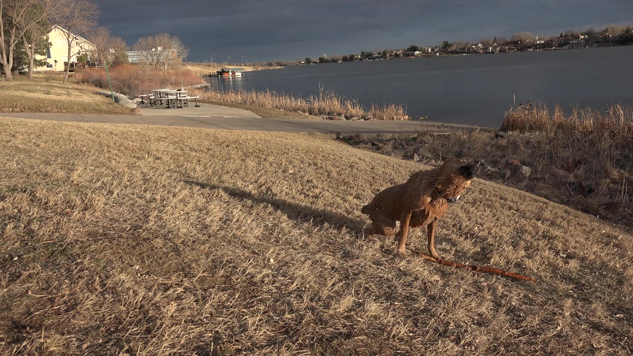 Brown dog twists mid-shake on the dry grass in Westminster, Colorado, with the lake, reeds, path, picnic tables, distant houses, and no visible people behind it.