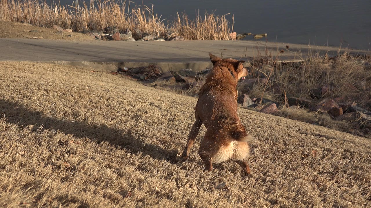 Wet brown dog running across dry grass near water