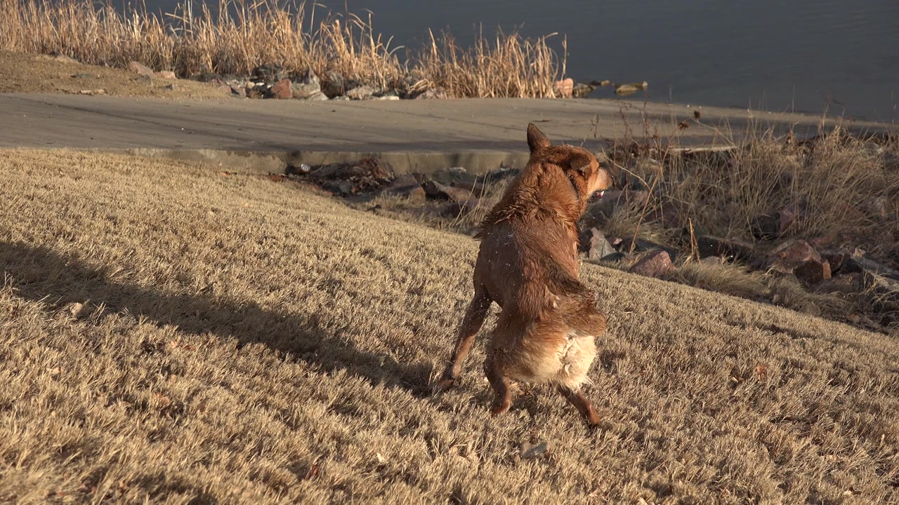 Wet brown dog continues running across the dry slope in Westminster, Colorado, with its body turned slightly toward the riverbank and no visible people.
