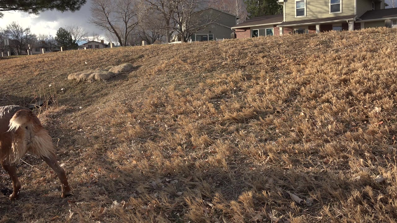 At 0:00 in Westminster, Colorado, a brown dog is partly visible at the lower left on a dry grassy slope with rocks, houses, bare trees, and no visible people.