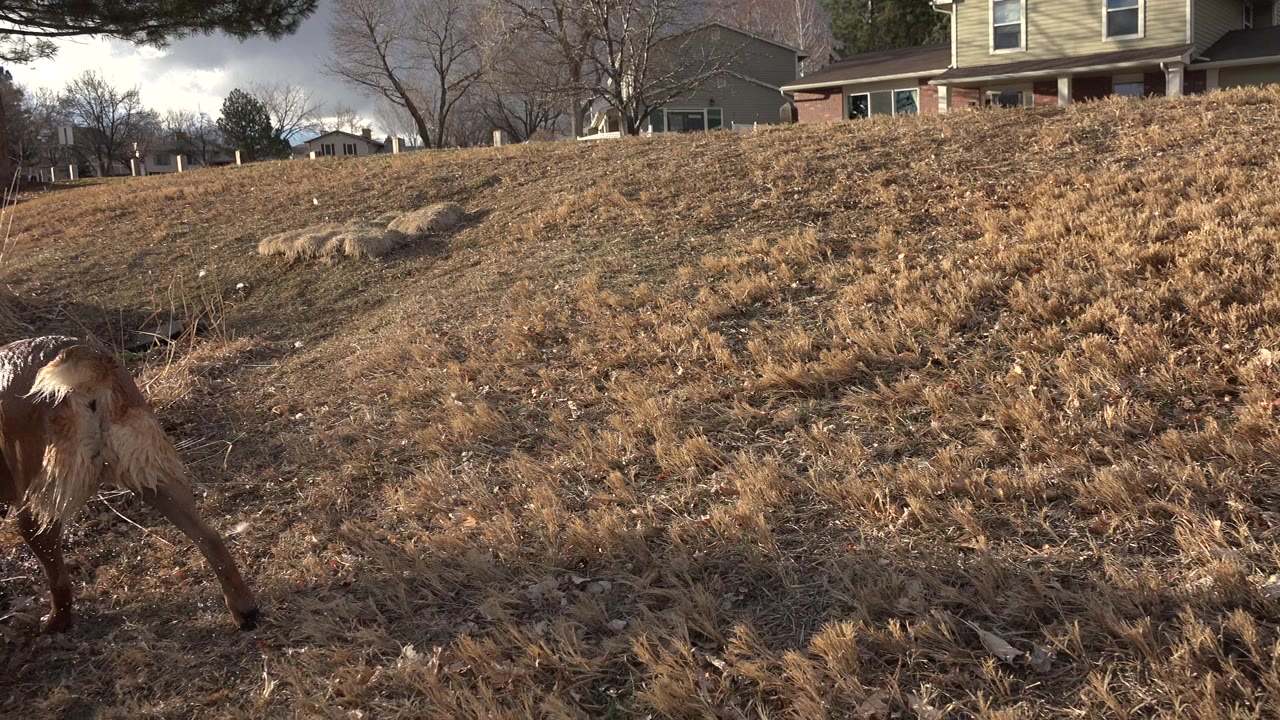 At 0:01 in Westminster, Colorado, the brown dog sniffs near the bottom of the dry slope while houses, leafless trees, rocks, and no visible people sit behind it.