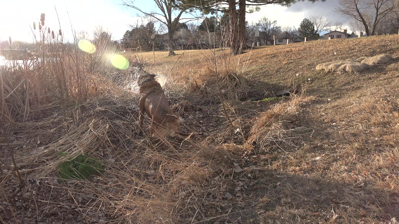 Brown dog moves through reeds beside bright water and sun flare.