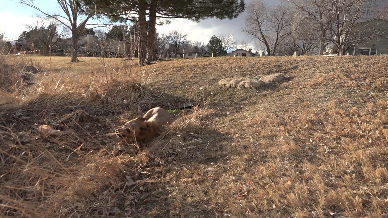 Brown dog partly hidden in dry grass in an open field.