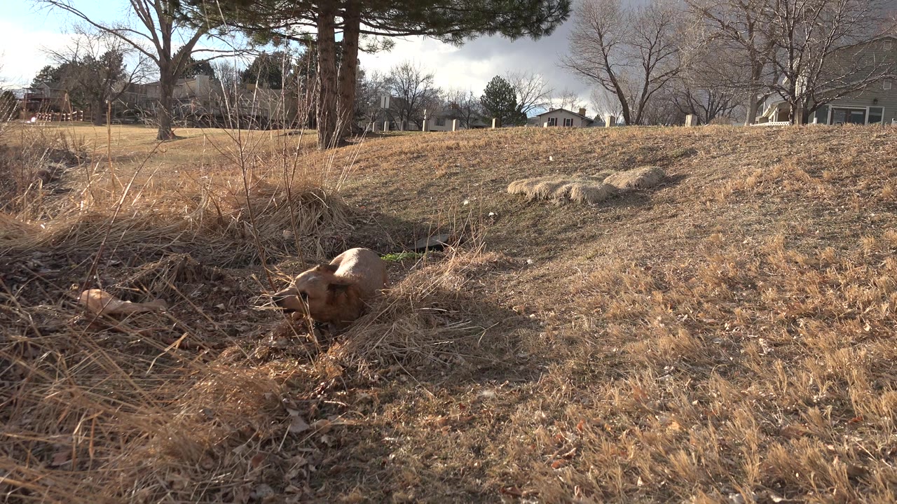 The brown dog keeps its head low in the dry grass and brush of a Westminster, Colorado open field, with bare trees, rocks, distant houses, and no visible people.