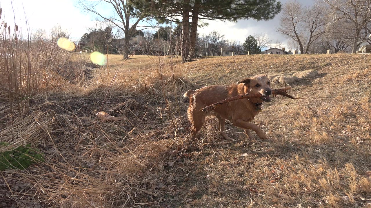 Wet tan dog running through dry grass with a stick nearby