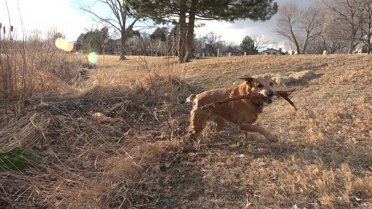Wet tan dog continues across the dry field in Westminster, Colorado, passing brush and sticks with houses and bare trees in the distance and no visible people.