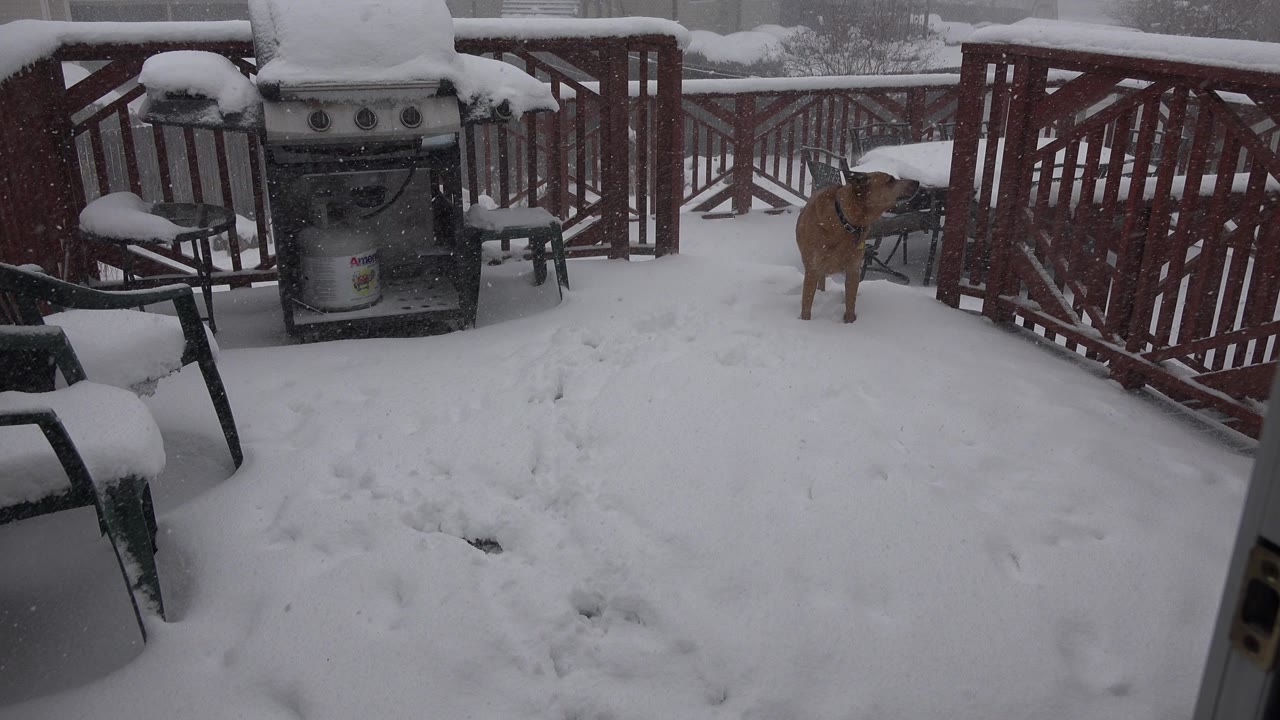 Brown dog standing on a snowy wooden porch near a red railing.