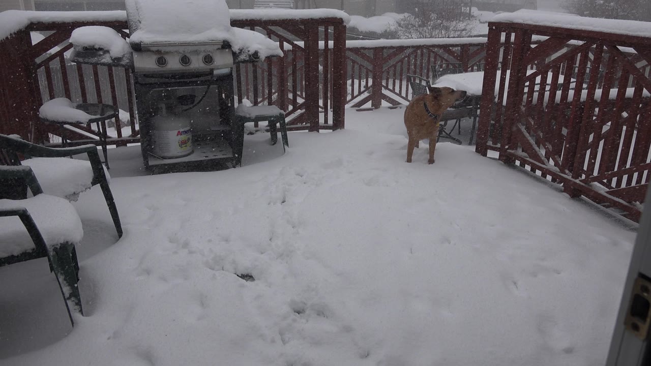 The dog remains near the right railing on the Westminster, Colorado porch as snow covers the deck boards, grill lid, chair seats, and surrounding railings, with no visible people.