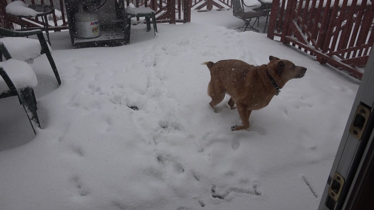 Red-haired dog standing in snowy backyard near a sliding door.