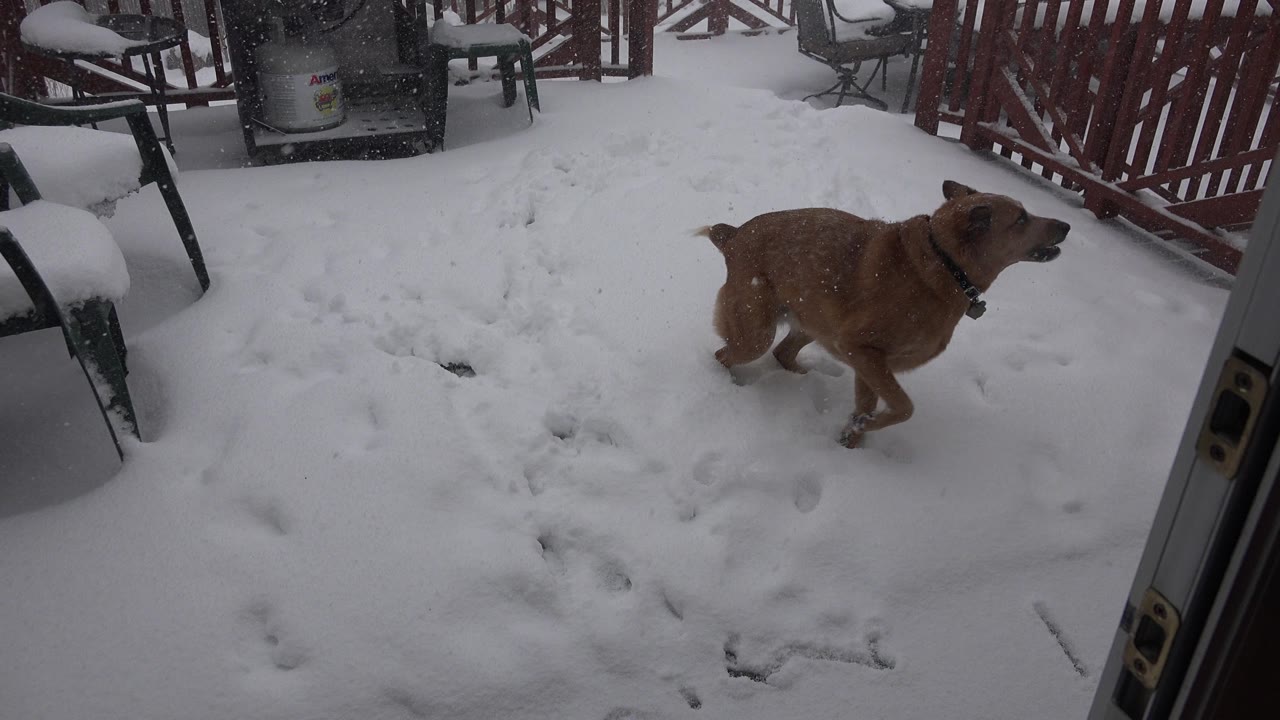 The red-haired dog walks across packed snow in the Westminster backyard, with paw prints in the foreground, patio furniture at left, a propane grill behind it, and no visible people.